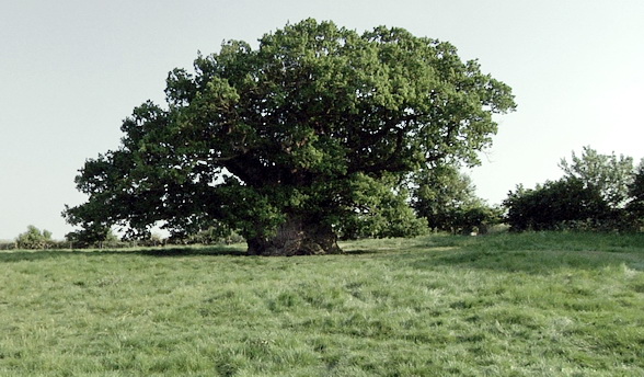 Scott screams loudly!